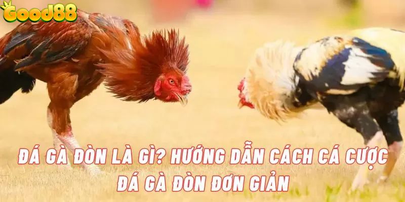 Hiểu về khái niệm đá gà đòn